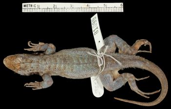 Media type: image;   Herpetology R-81099 Aspect: dorsal
